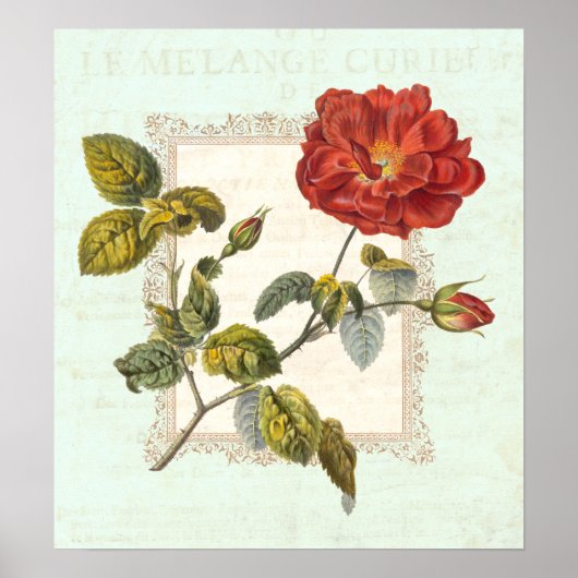  Rode Rose Shabby Elegance Poster (Voorkant)
