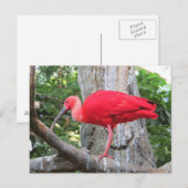Rode Roseate Spoonbill Exotische Vogel Briefkaart (Voorkant / Achterkant)