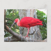 Rode Roseate Spoonbill Exotische Vogel Briefkaart (Voorkant)