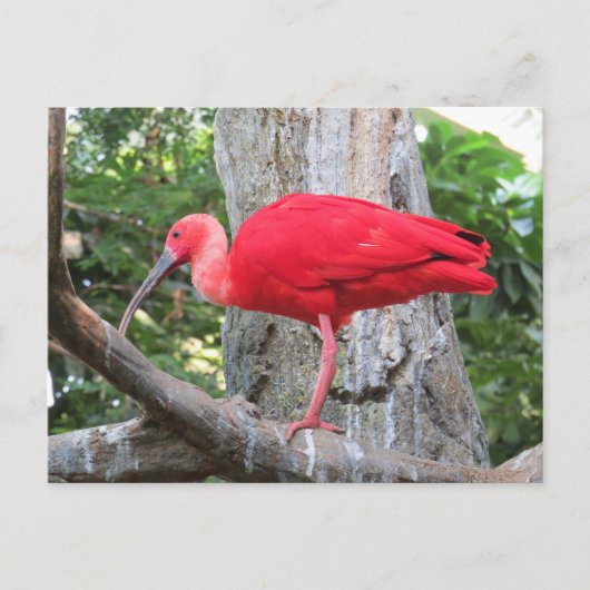 Rode Roseate Spoonbill Exotische Vogel Briefkaart (Voorkant)