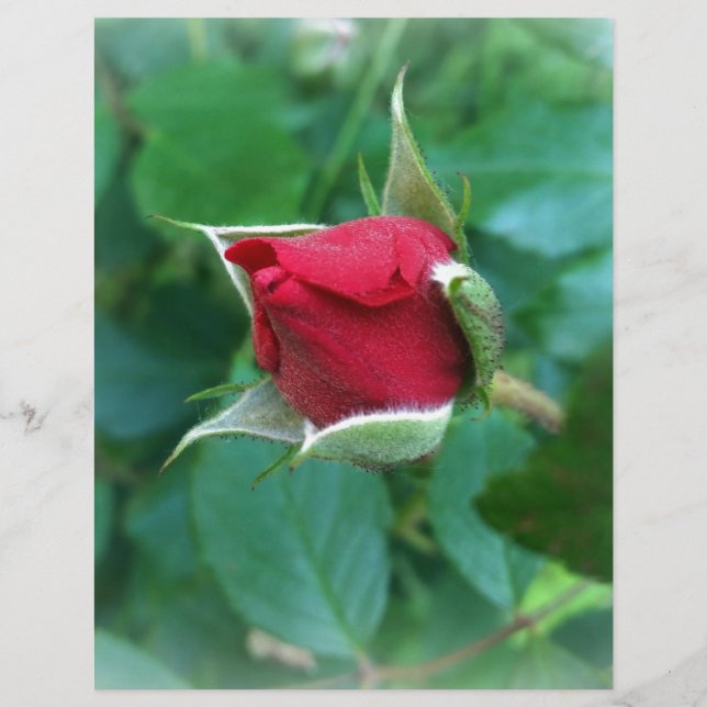 rode rosebud (Voorkant)