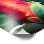 Rode Rosebud bloem met gele hoogtepunten 8x8 Foto Afdruk (Hoek)