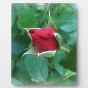 rode rosebud fotoplaat