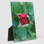 rode rosebud fotoplaat (Zijkant)