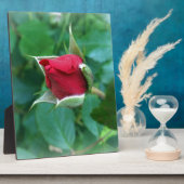 rode rosebud fotoplaat (Zijkant)