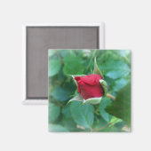 rode rosebud magneet (Voorkant / Achterkant)