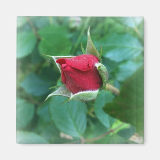 rode rosebud magneet (Voorkant)