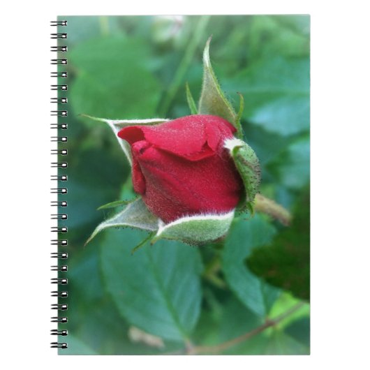 rode rosebud notitieboek (Voorkant)