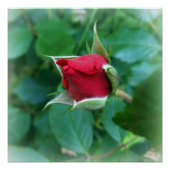 rode rosebud poster (Voorkant)