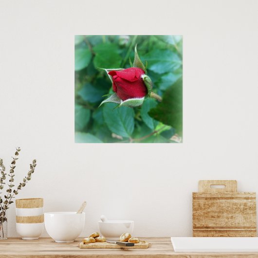 rode rosebud poster (Keuken)