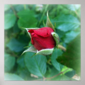 rode rosebud poster (Voorkant)