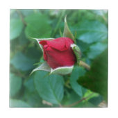 rode rosebud tegeltje (Voorkant)