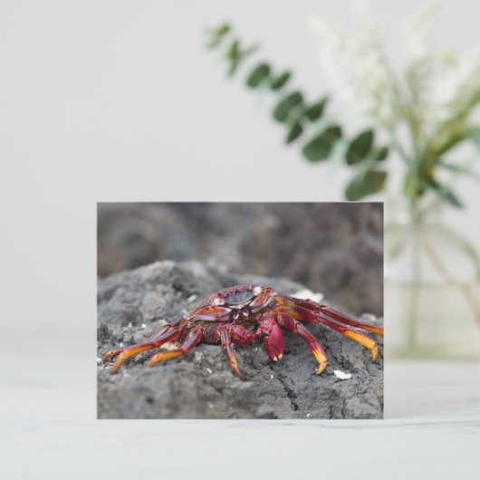 Rode rotskrab briefkaart (Staand voorkant)