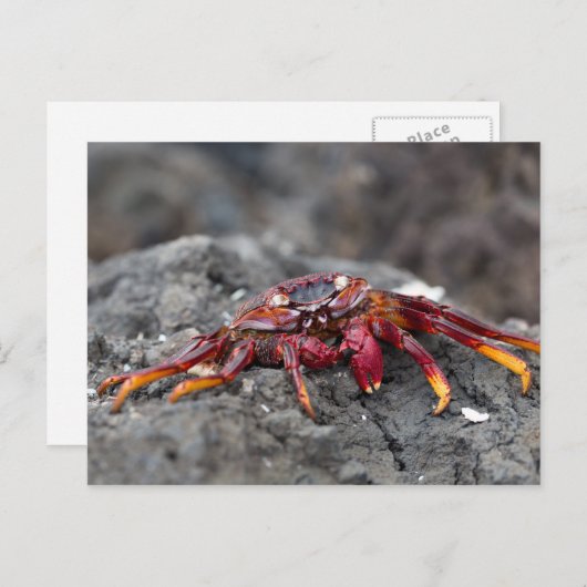 Rode rotskrab briefkaart (Voorkant / Achterkant)