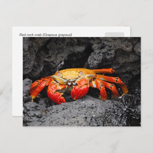 Rode rotskrab (Grapsus grapsus) Briefkaart (Voorkant / Achterkant)