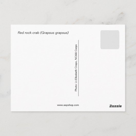 Rode rotskrab (Grapsus grapsus) Briefkaart (Achterkant)