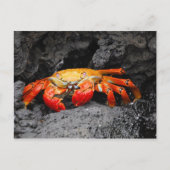 Rode rotskrab (Grapsus grapsus) Briefkaart (Voorkant)