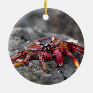 Rode rotskrab keramisch ornament