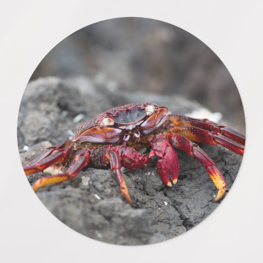 Rode rotskrab labels (Design 2)