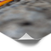 Rode rotskrab perfect poster (Hoek)