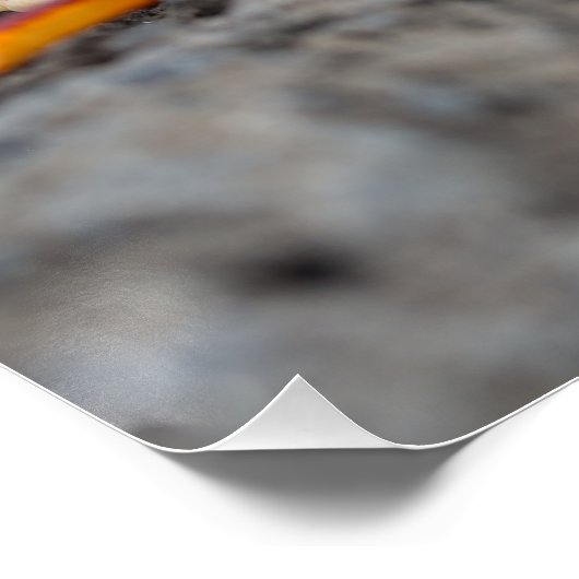 Rode rotskrab perfect poster (Hoek)