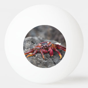 Rode rotskrab pingpongbal