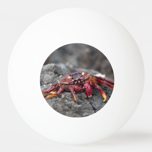 Rode rotskrab pingpongbal (Achterkant)