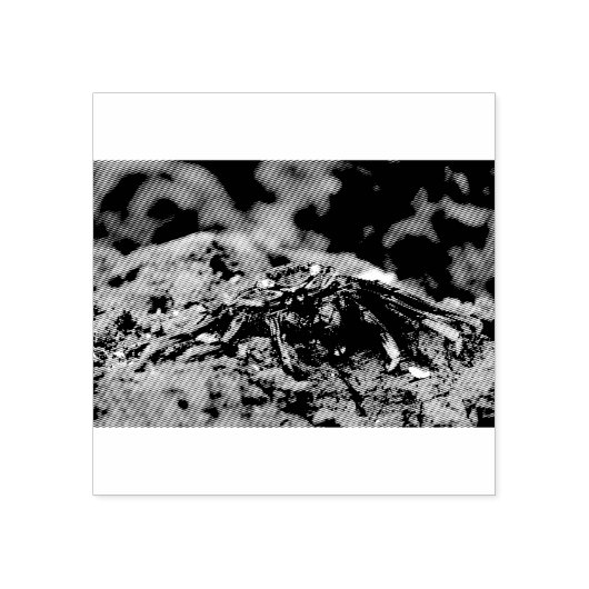 Rode rotskrab rubberstempel (Afrduk)
