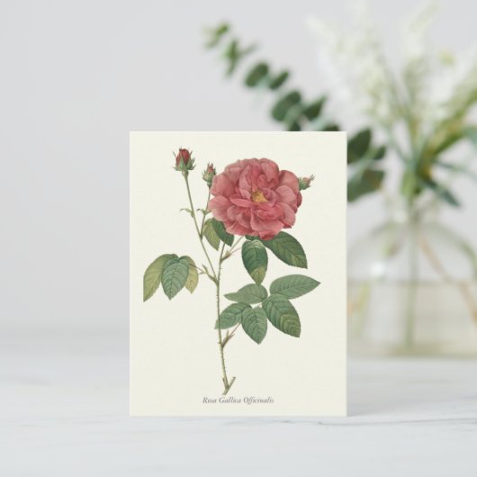  rode roze botanische afdrukken briefkaart (Staand voorkant)