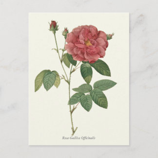 rode roze botanische afdrukken briefkaart