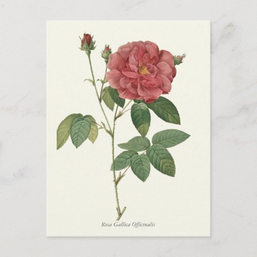  rode roze botanische afdrukken briefkaart (Voorkant)