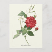  rode roze botanische afdrukken briefkaart (Voorkant)
