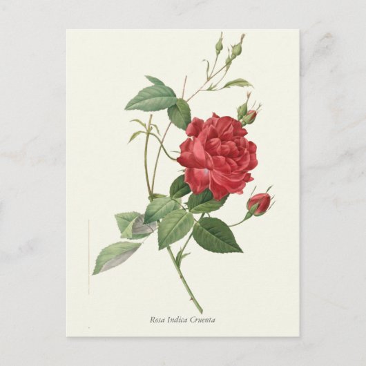  rode roze botanische afdrukken briefkaart (Voorkant)