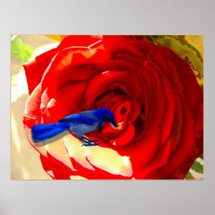 Rode roze en blauwe vogel poster
