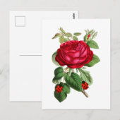 rode roze en ladybugs briefkaart (Voorkant / Achterkant)