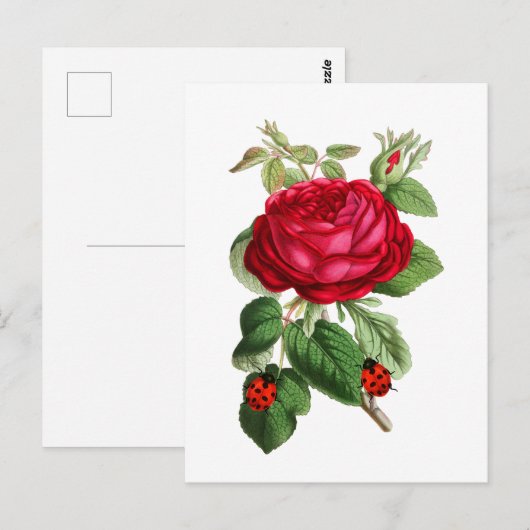  rode roze en ladybugs briefkaart (Voorkant / Achterkant)