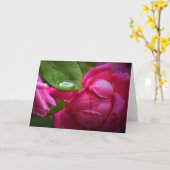 Rode roze en regendruppels, kaart (Gele Bloem)
