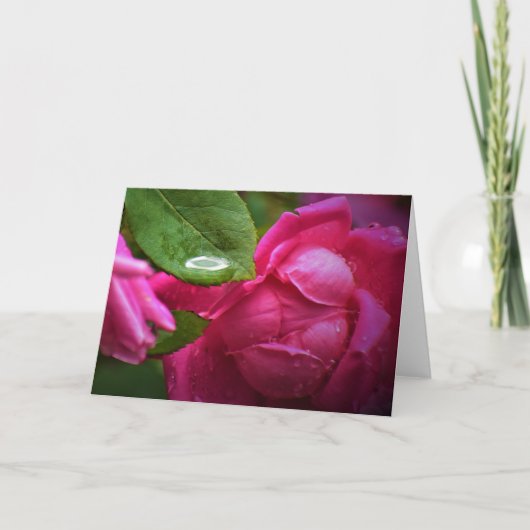 Rode roze en regendruppels, kaart (Voorkant)