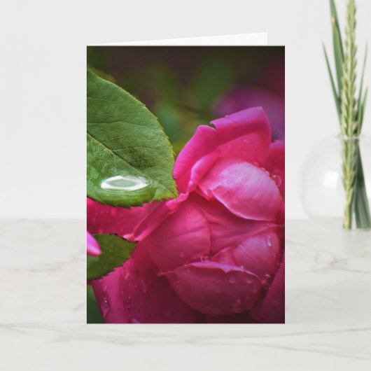 Rode roze en regendruppels, kaart (Voorkant)