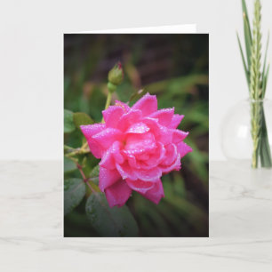 Rode roze en regendruppels, kaart