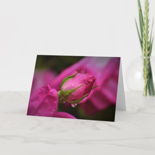 Rode roze en regendruppels, kaart (Voorkant)