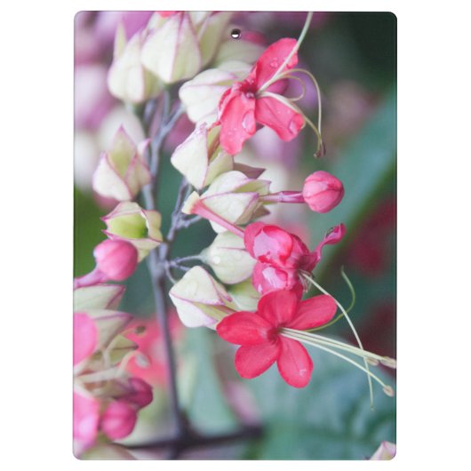Rode roze en witte tropische bloemen klembord (Achterkant)