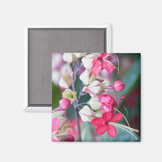 Rode roze en witte tropische bloemen magneet (Voorkant / Achterkant)
