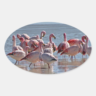 Rode Roze Flamingo's in Water Ovale Sticker