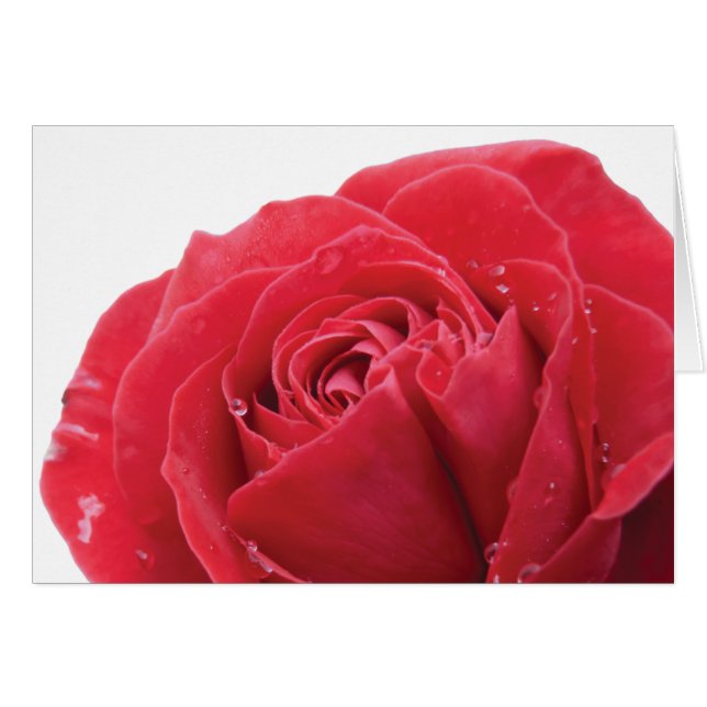 Rode roze met waterdruppeltjes (Voorkant Horizontaal)