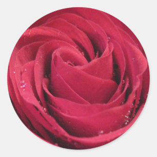 Rode roze met waterdruppeltjes ronde sticker