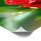 Rode roze van passie bedekt met dauwdruppels foto afdruk (Hoek)