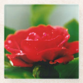 Rode roze van passie bedekt met dauwdruppels glazen onderzetter (Voorkant)