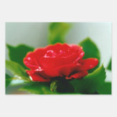 Rode roze van passie bedekt met dauwdruppels inpakpapier vel (Voorkant)