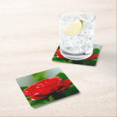 Rode roze van passie bedekt met dauwdruppels kartonnen onderzetters (Insitu)